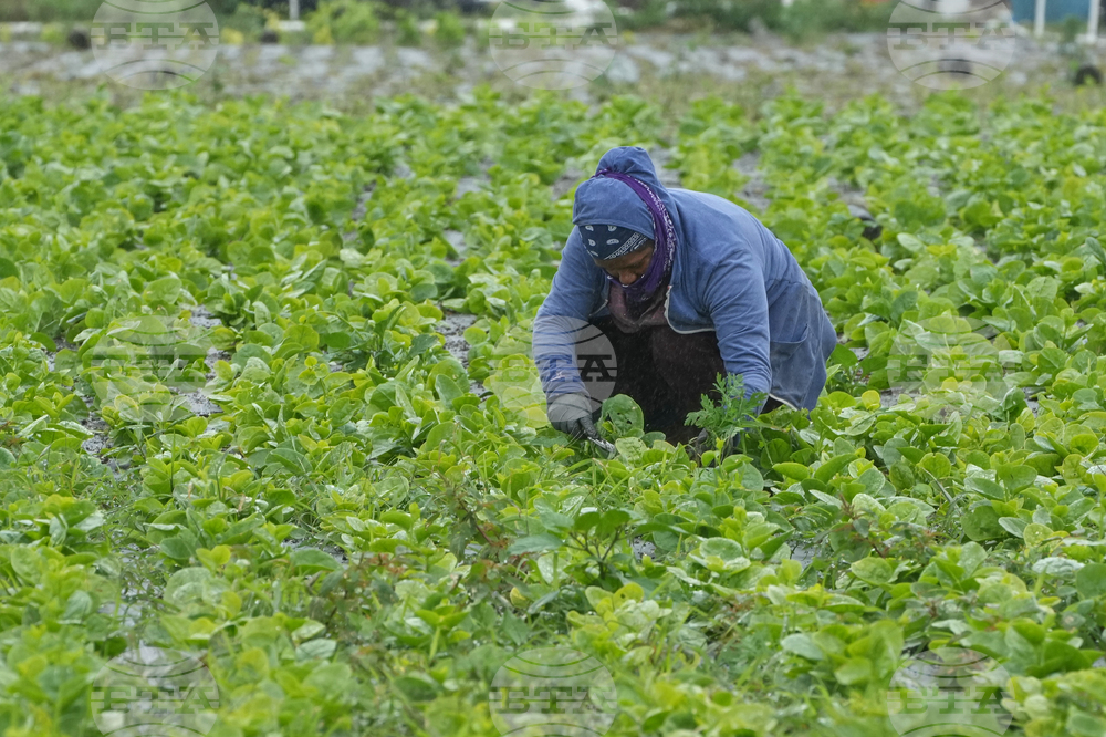 Winter Weather Frozen Florida