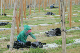 Winter Weather Frozen Florida