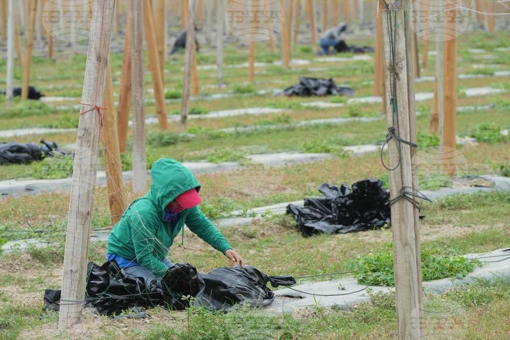 Winter Weather Frozen Florida