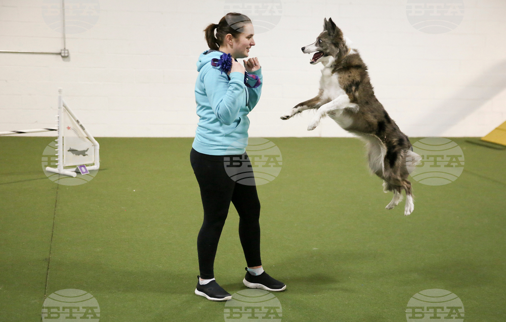 Westminster Dog Show-Agility