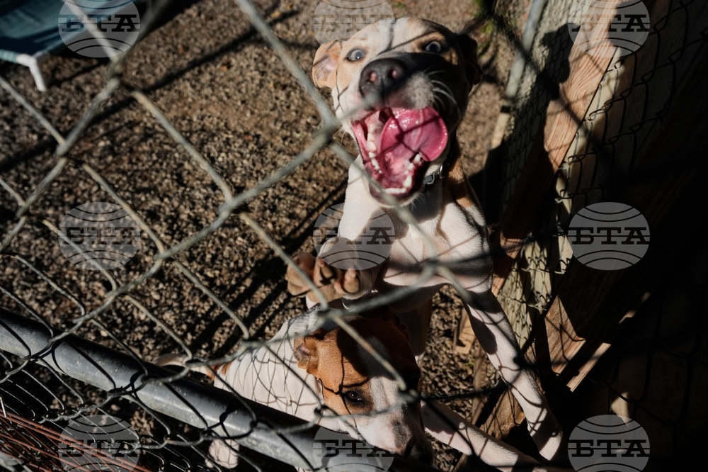 Be Well-Music for Dogs