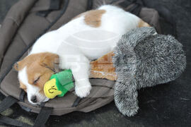 Be Well-Music for Dogs