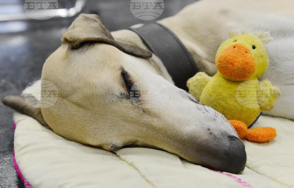 Be Well-Music for Dogs