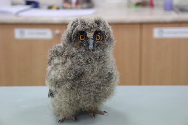 Сезонът на бебетата сови наближава, от Спасителния център за диви животни призовават за внимателни действия при среща с млади птици