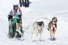 Germany Sled Dog
