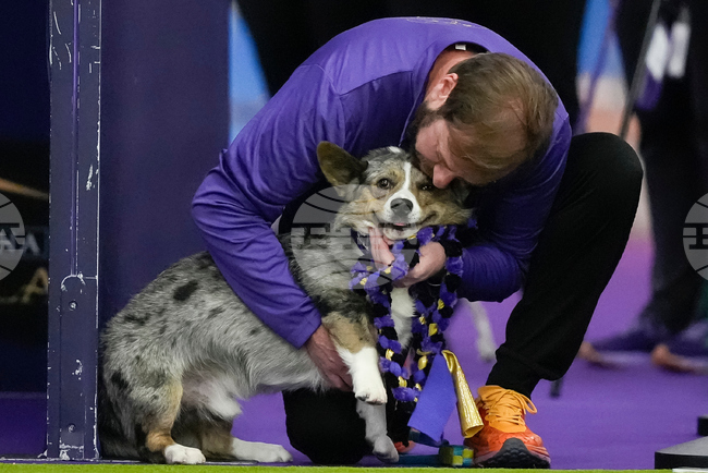 Westminster Dog Show