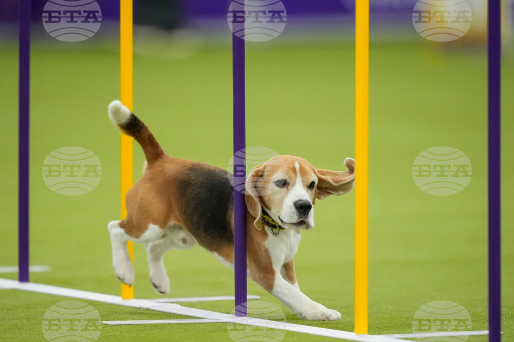 Westminster Dog Show