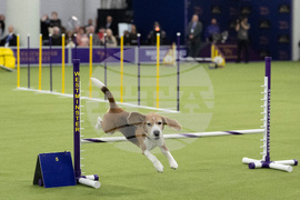 Westminster Dog Show