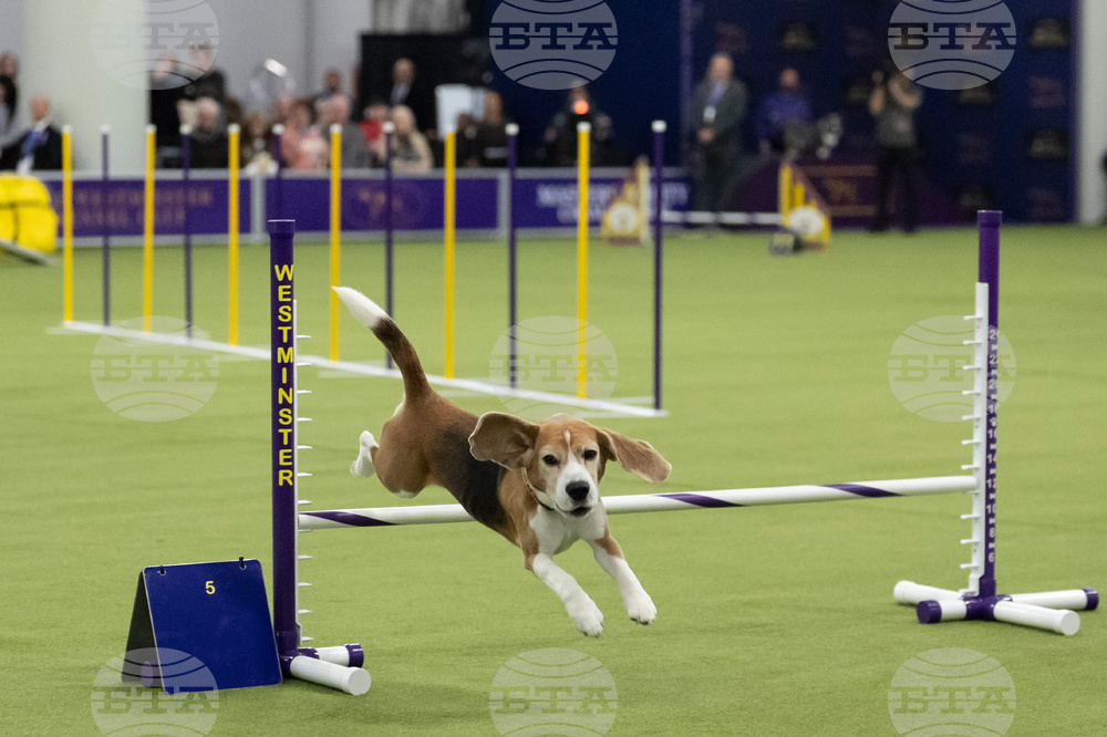 Westminster Dog Show