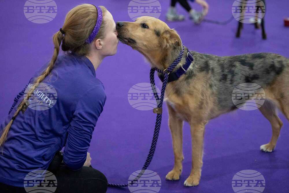 Westminster Dog Show