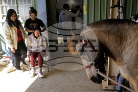 Taiwan Horse Therapy