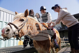 Taiwan Horse Therapy
