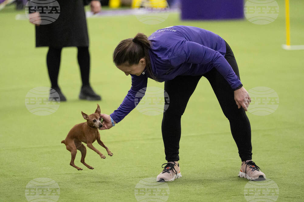 Westminster Dog Show