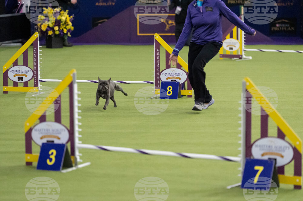 Westminster Dog Show
