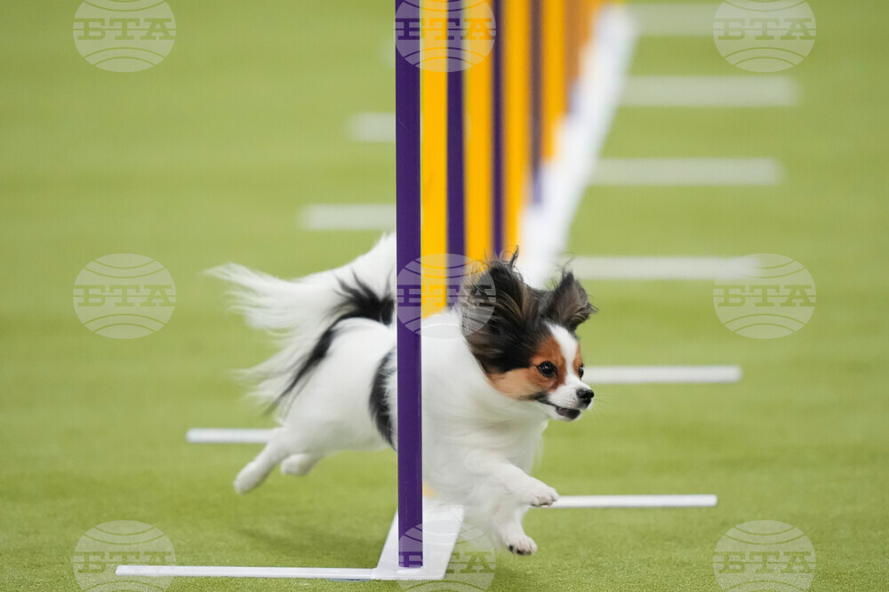 Westminster Dog Show
