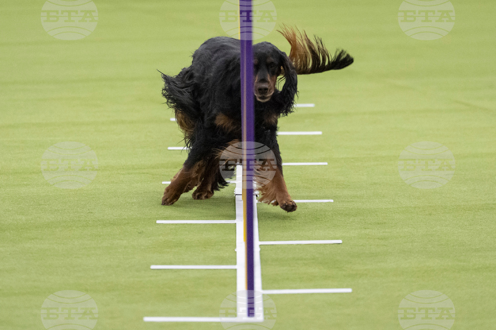 Westminster Dog Show