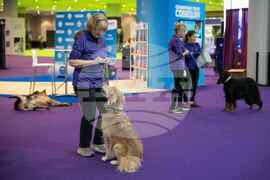 Westminster Dog Show