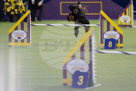 Westminster Dog Show