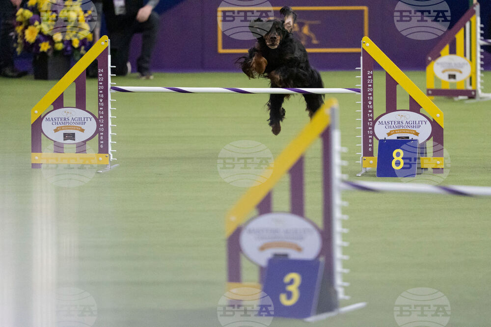 Westminster Dog Show
