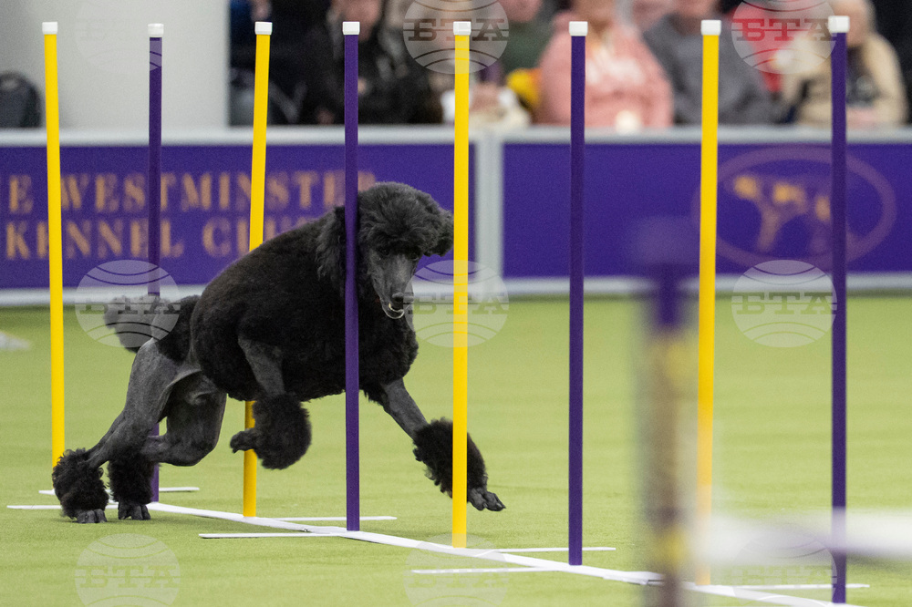 Westminster Dog Show