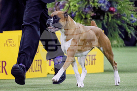 Westminster Dog Show 101