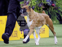 Westminster Dog Show 101