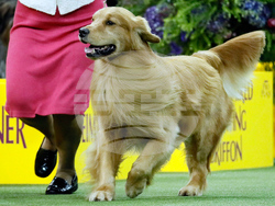 Westminster Dog Show 101
