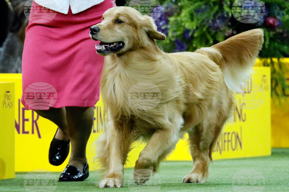 Westminster Dog Show 101
