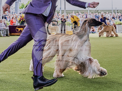 Westminster Dog Show 101