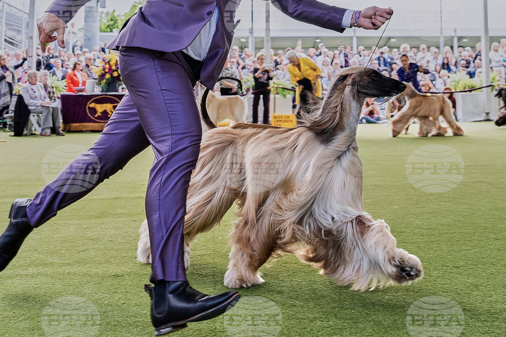 Westminster Dog Show 101