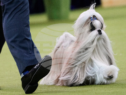 Westminster Dog Show 101