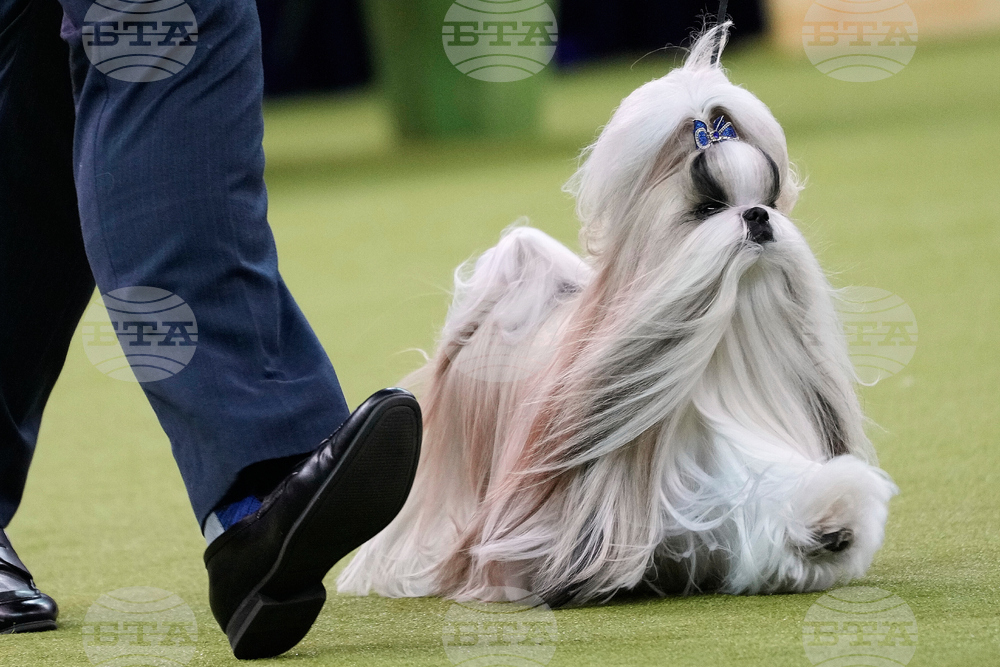 Westminster Dog Show 101