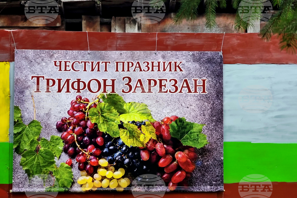С трапези, зарязване на лозя и конкурси за вино ще посрещнат Трифон Зарезан в община Добричка