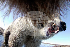 Alaska Bears Collar Cams