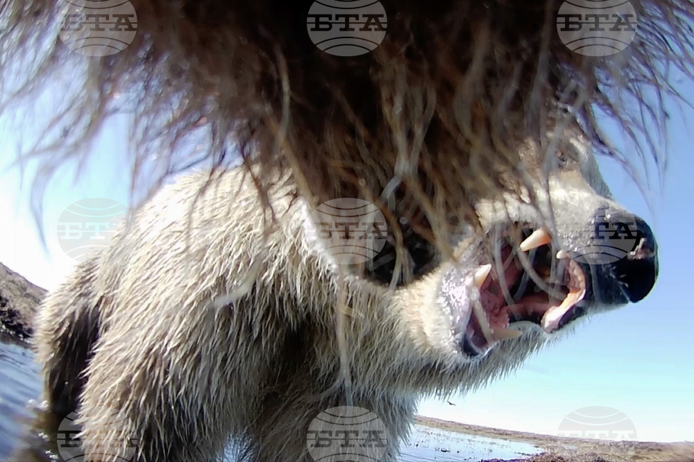 Alaska Bears Collar Cams