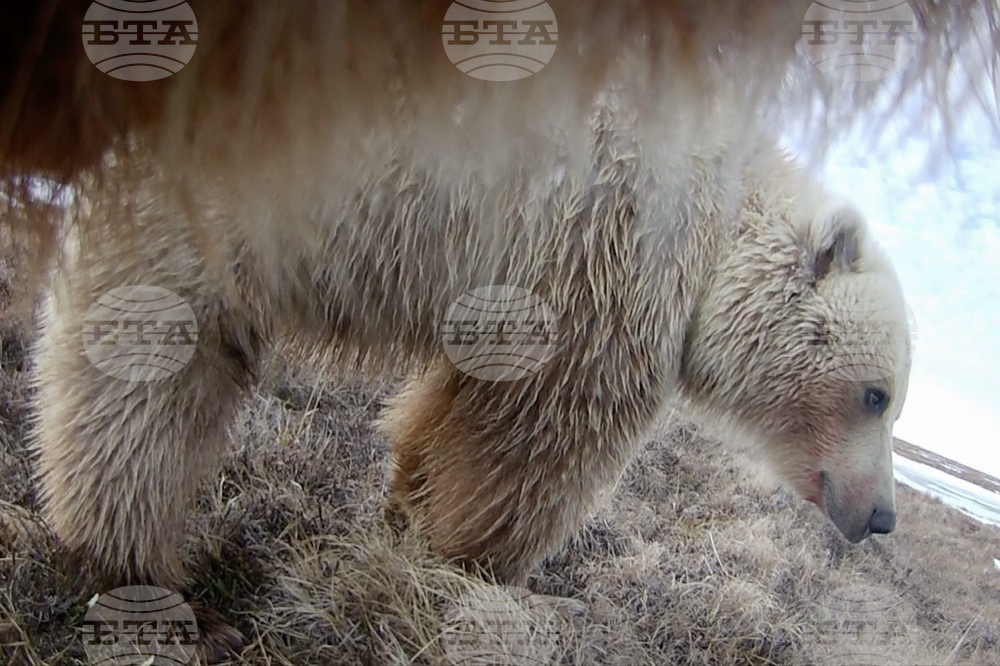 Alaska Bears Collar Cams