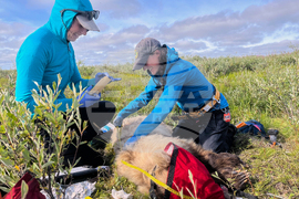 Alaska Bears Collar Cams