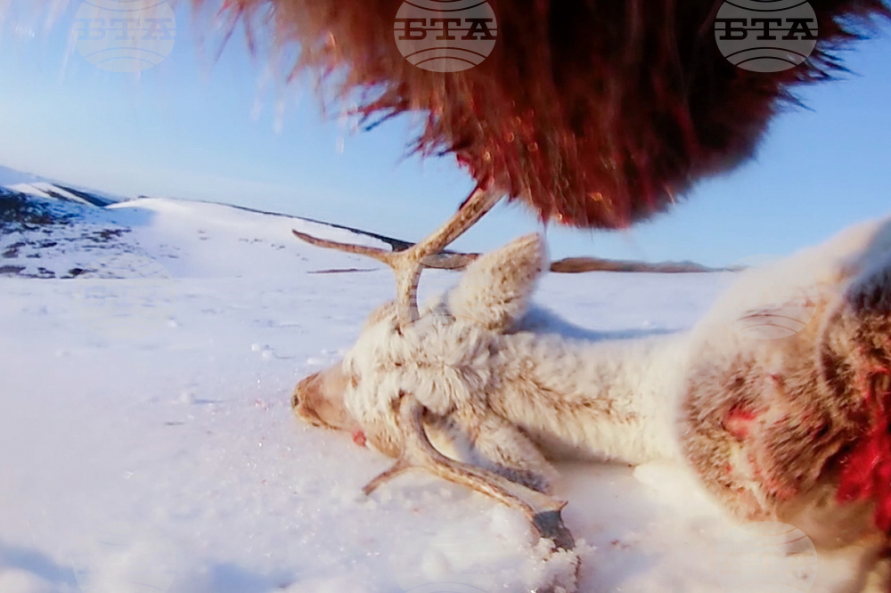 Alaska Bears Collar Cams