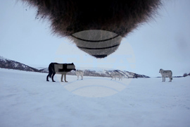 Alaska Bears Collar Cams