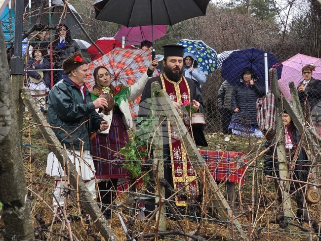 Село Делчево - Илияна Йотова - Трифон Зарезан - празник