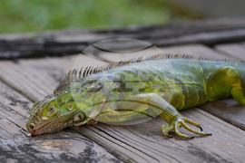 Winter Weather Florida