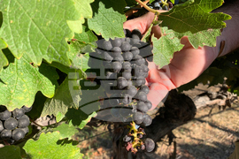 Super Bowl Visitors Guide