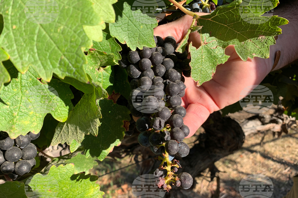 Евродепутатите приеха мерки за подкрепа на лозаро-винарския сектор в ЕС