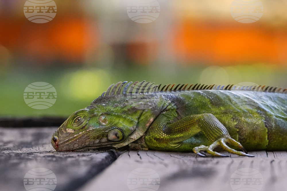 APTOPIX Winter Weather Florida