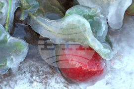 APTOPIX Winter Weather Florida