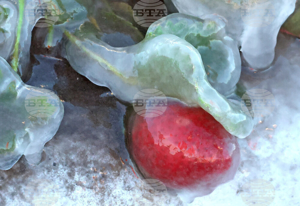 APTOPIX Winter Weather Florida