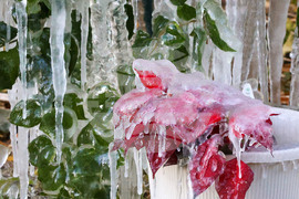 Winter Weather Florida