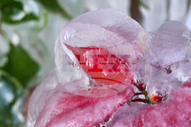 Winter Weather Florida