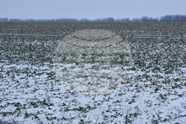 Добрич - зима - пътна обстановка