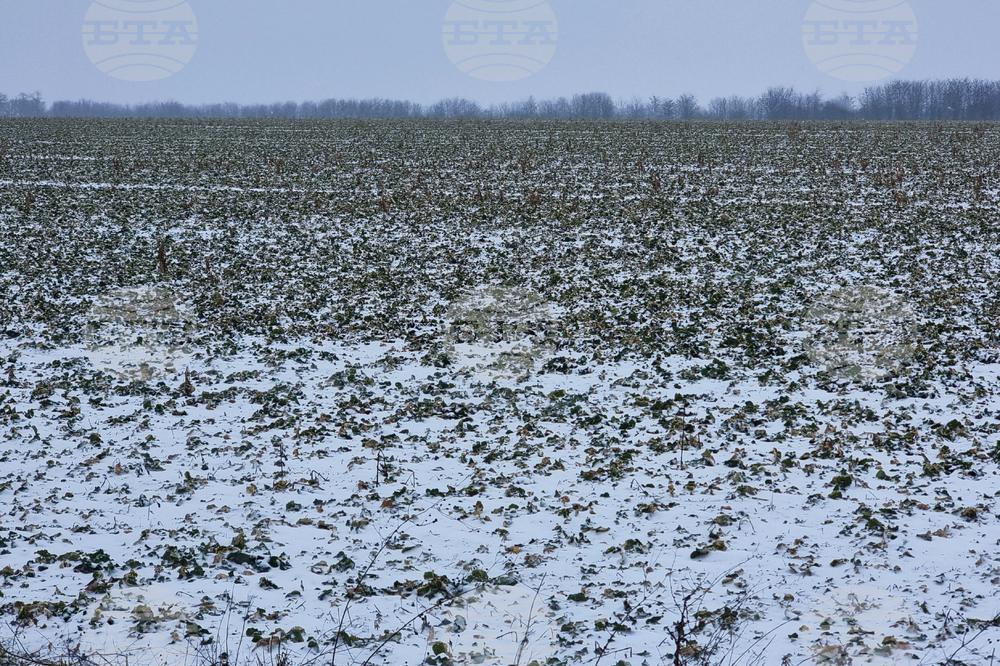 В област Добрич отчитат добри условия за предстоящата сеитба на царевица и слънчоглед 